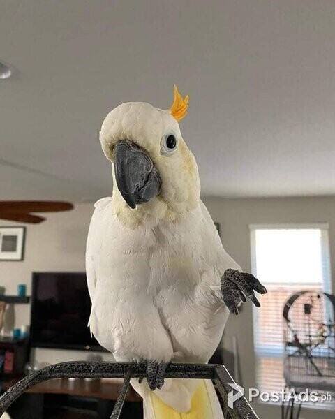 umbrella cockatoo