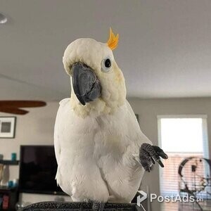 umbrella cockatoo | PostAds PH
