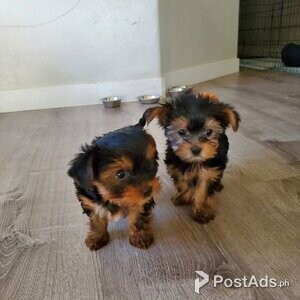 2 Beautiful Yorkshire terrier puppies | PostAds PH