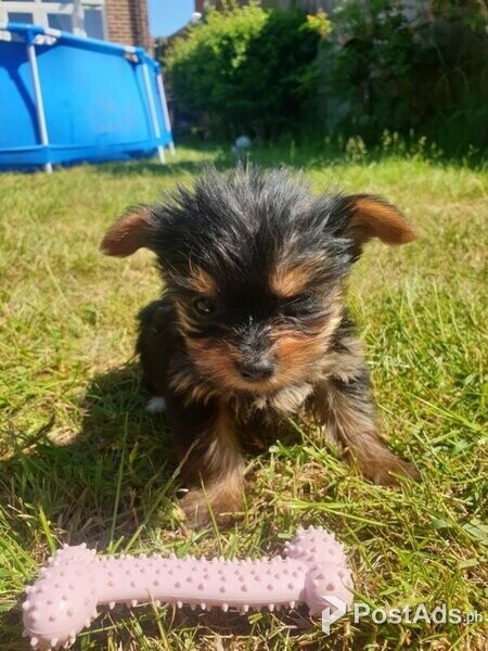 2 Yorkshire Terrier puppies