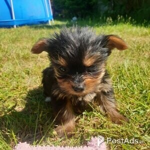 2 Yorkshire Terrier puppies | PostAds PH