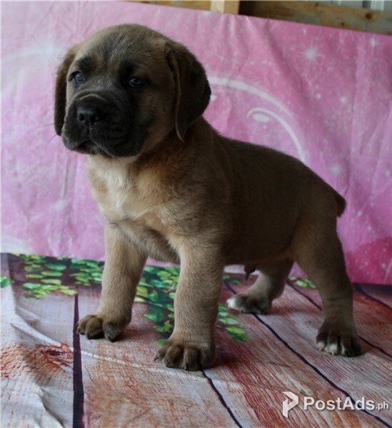 Adorable Cane Corso mastiff puppies available