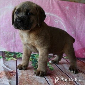 Adorable Cane Corso mastiff puppies available | PostAds PH