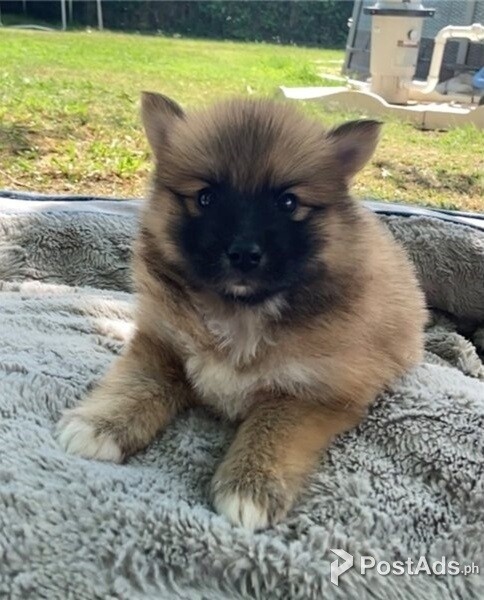 Pomsky puppy available 