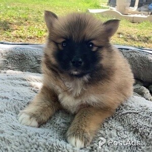Pomsky puppy available | PostAds PH