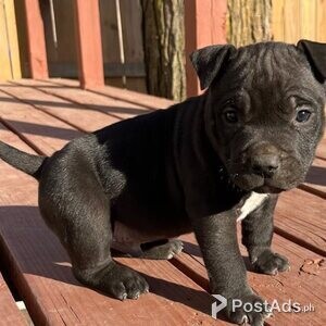 American Bully puppies | PostAds PH