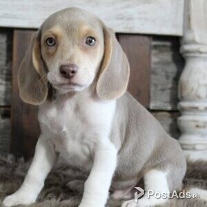 Beagle puppies | PostAds PH