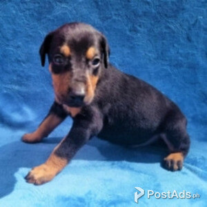 PCCI Doberman Puppies / | PostAds PH