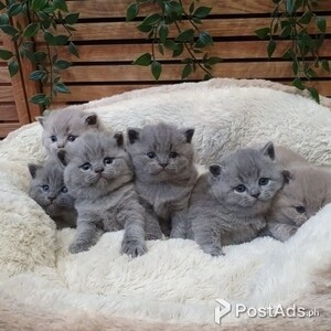 British short Hair Kittenss | PostAds PH