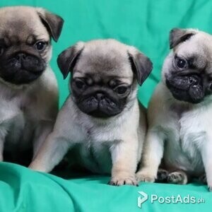 Healthy Pugs Available waiting for their new homes | PostAds PH