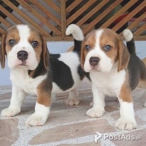 Playful Beagles | PostAds PH