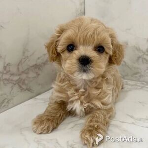 toy teacup poodle puppies males and females available | PostAds PH