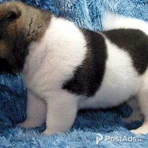 awesome Akita puppies male and female | PostAds PH