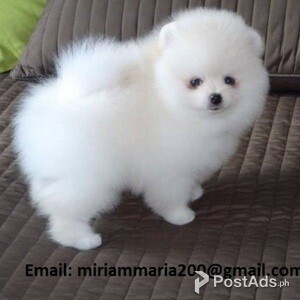Outstanding Pomeranian Puppies | PostAds PH