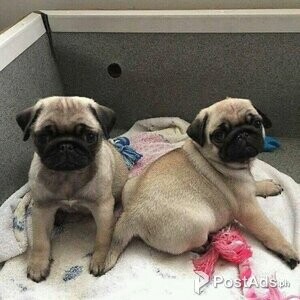 Pug puppies from health tested parents ready now | PostAds PH
