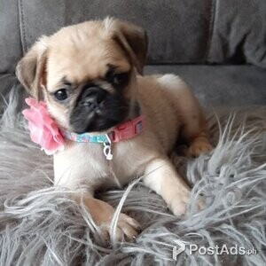 Beautiful pug puppy | PostAds PH