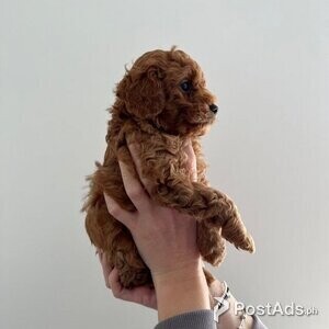 1 Red Toy Poodle | PostAds PH