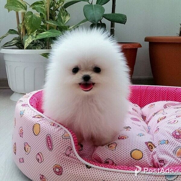 super sweet and friendly Pomeranian Puppies now