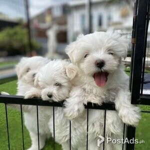 3 lovely cute Maltese | PostAds PH