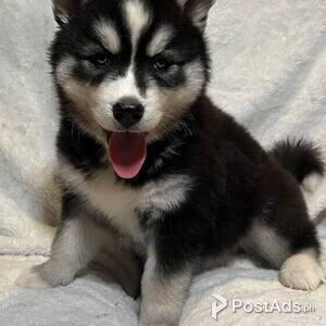 Charming Siberian Husky Puppies Available for sale | PostAds PH