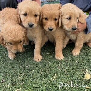3 boys 1 girl left | PostAds PH