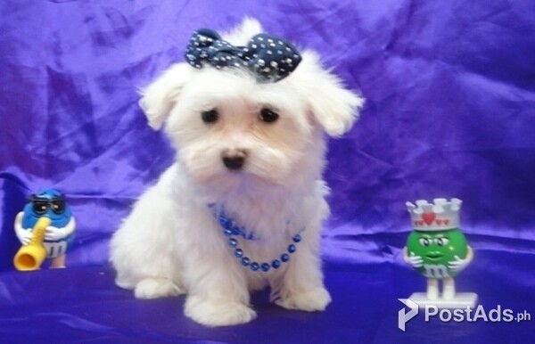 Maltese Two Girls And One Boy For Sale