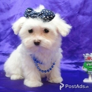 Maltese Two Girls And One Boy For Sale | PostAds PH