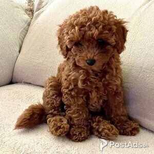 Poodle toy puppies | PostAds PH