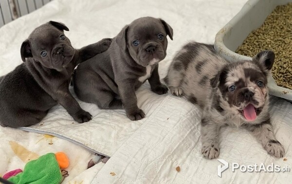 Little Frenchies available