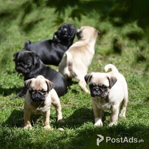 Cute Puglets | PostAds PH