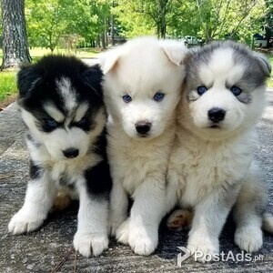 Siberian Huskies Available | PostAds PH