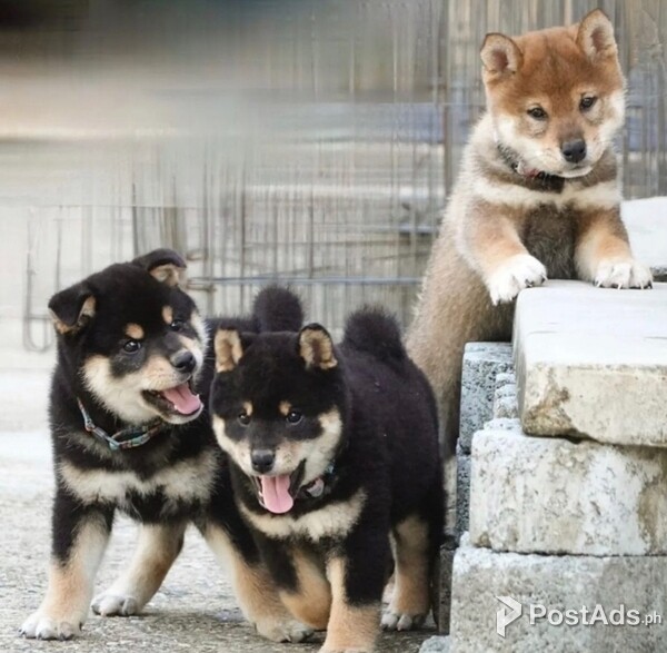 Japanses Shiba Inu  Puppies