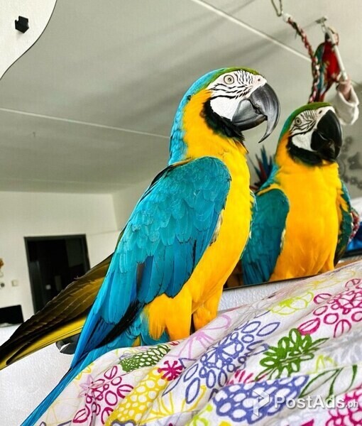 Blue and Gold Macaw parrots