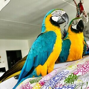 Blue and Gold Macaw parrots | PostAds PH