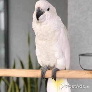 Two amazing Cockatoo white parrots available | PostAds PH