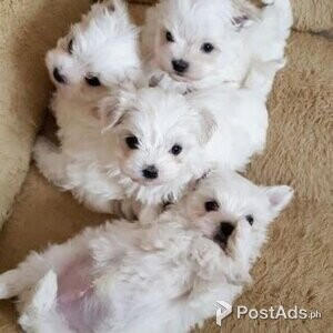 STUNNING MALTESE TERRIERS | PostAds PH