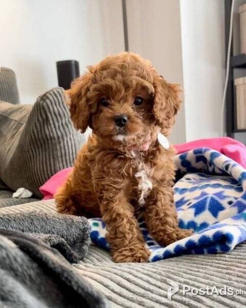 Beautiful Cavapoo puppies - Rodrick Marcell | PostAds.ph