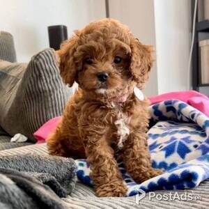 Beautiful Cavapoo puppies | PostAds PH