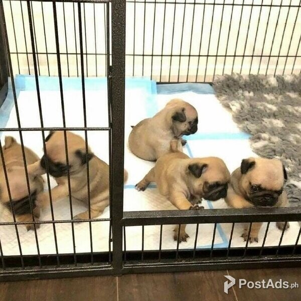 Pug Puppies.