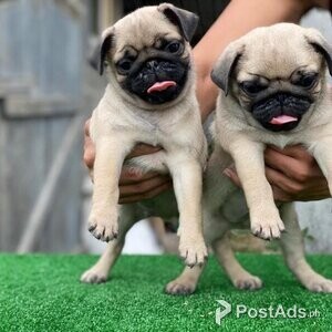 Perfect Pug Puppies | PostAds PH