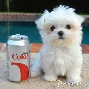 Beautiful Maltese puppies for good home | PostAds PH