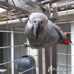 Beautiful handreared baby African Grey | PostAds PH