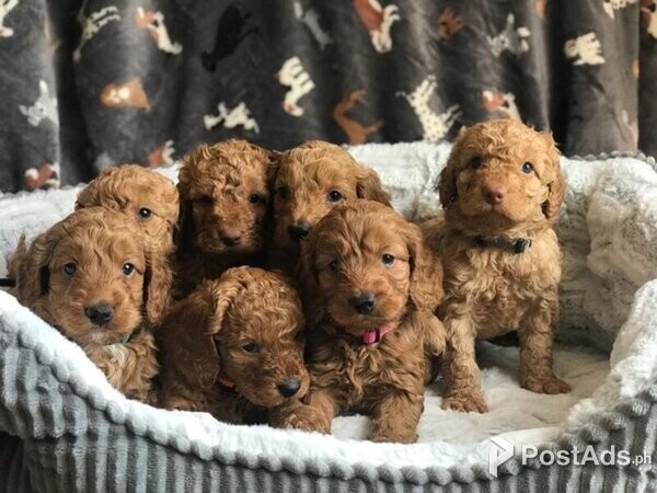 7 Adorable F1b Cockapoo puppies, health tested