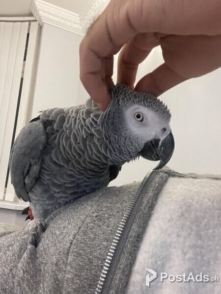 Talking Super Cuddly Super Tame African Grey Parrot