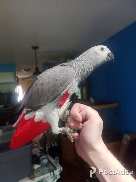 1 African grey