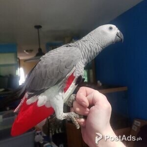 1 African grey | PostAds PH