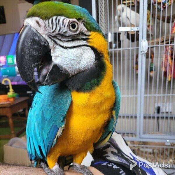 Bella 1 year old blue gold macaw
