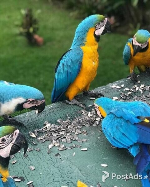Gold and blue macaws