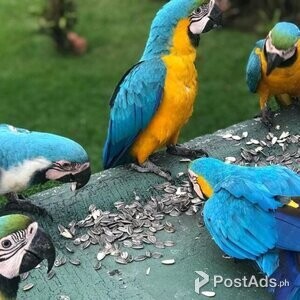 Gold and blue macaws | PostAds PH