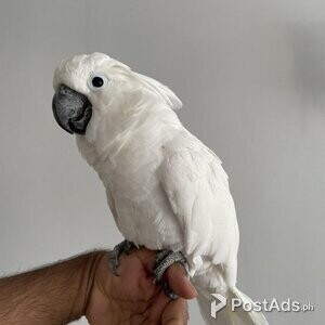 Handreared Talking Super Cuddly Tame Umbrella Cockatoo | PostAds PH